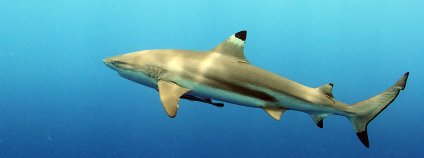 žralok černoploutvý2