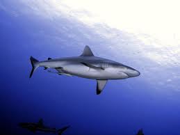 žralok šedý útesový2